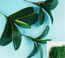 2136綠色母 2136綠色母