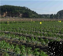 卡博特黑色母PE6251